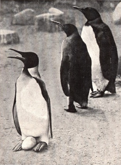 הפינגווינים (2).jpg
